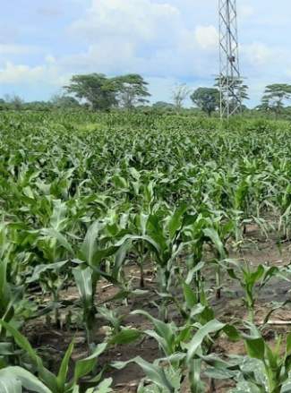 Patricia-Munwela-of-Kazungala-District-in-Southern-Zambia-has-first-hand-experience-on-impacts-of-climate-change.-She-now-practices-conservation-agriculture-to-safe-her-crops-Photo-NAIS-_1 Default Home 3