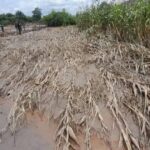 Maize grop destroyed by sino metal