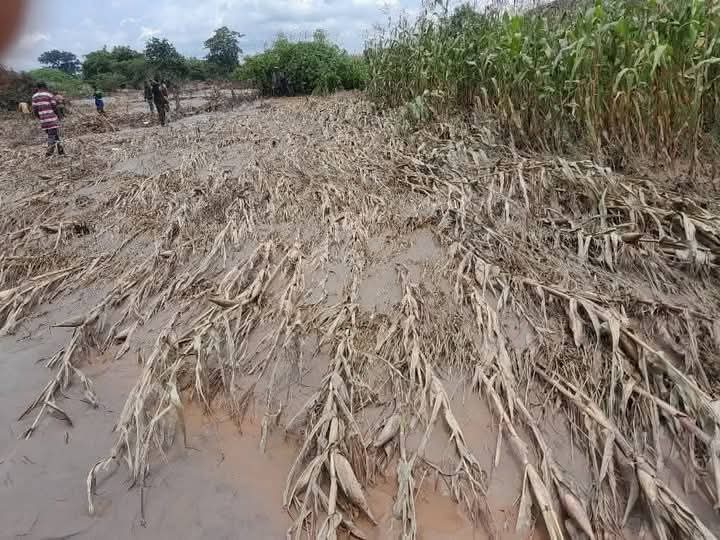 Maize grop destroyed by sino metal